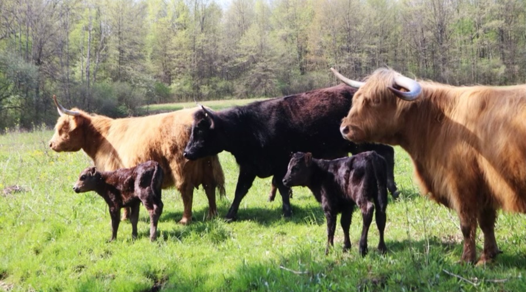Building a Better Beef: The Hidden Acres Cattle Company Story